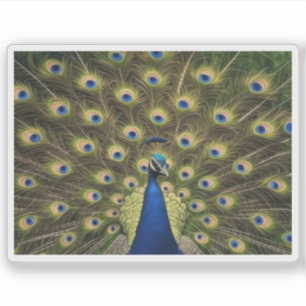 Blauer Pfau Aufkleber