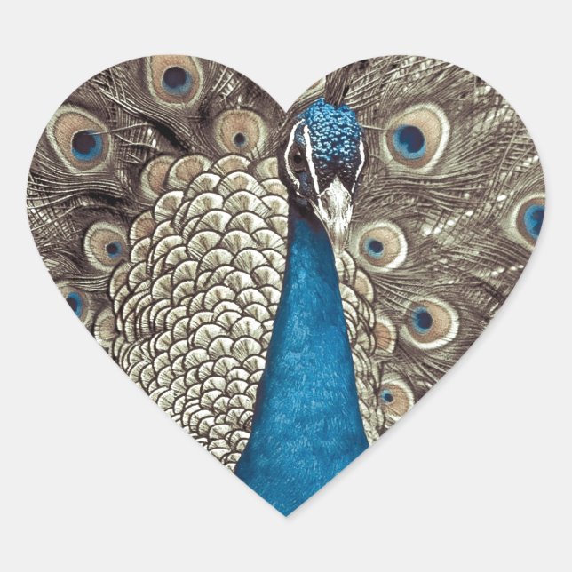 Blauer Pfau Herz-Aufkleber (Vorderseite)