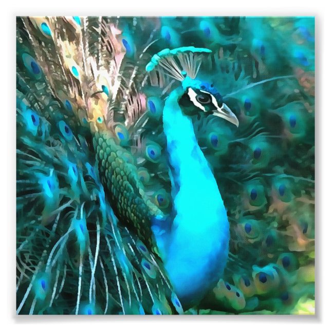 Blauer Pfau in lebendigem Blau mit gefangenen Schw Fotodruck (Vorne)