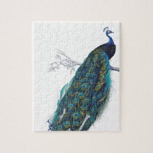 Blauer Pfau mit schönen Schwanzfedern