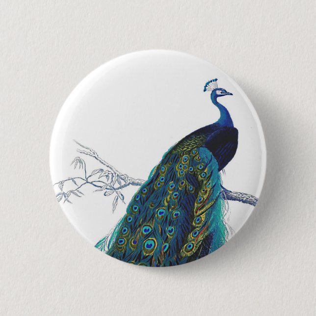 Blauer Pfau mit schönen Schwanzfedern Button (Vorderseite)