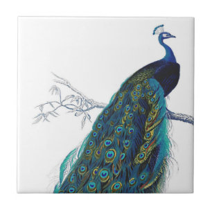 Blauer Pfau mit schönen Schwanzfedern Fliese