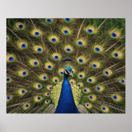 Blauer Pfau Poster