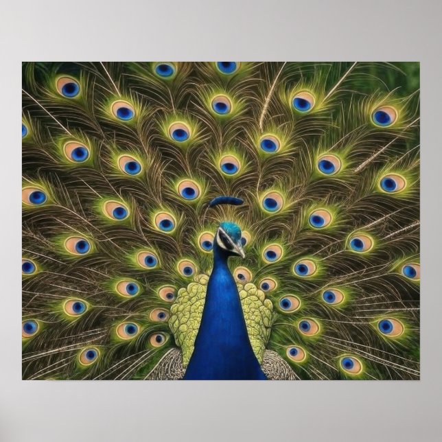 Blauer Pfau Poster (Vorne)