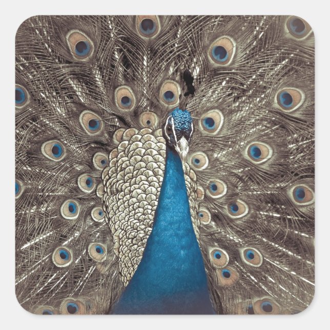 Blauer Pfau Quadratischer Aufkleber (Vorderseite)