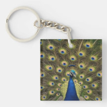 Blauer Pfau