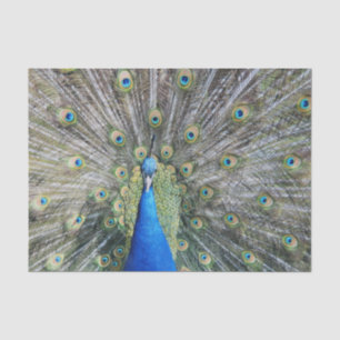 Blauer Pfau-volles Gefieder Seidenpapier