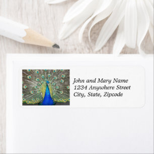 Blauer Pfauenfuß Plumage Rücksendeadresse