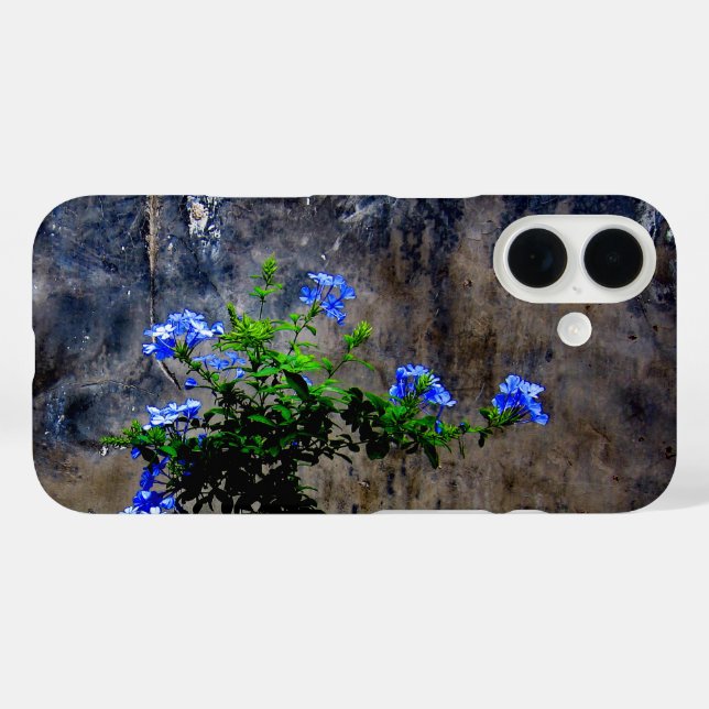Blauer Plumbago title_seo2 (Rückseite (Horizontal))