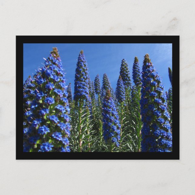 Blauer Preis für Madeira-Blume Postkarte (Vorderseite)