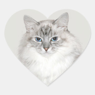 Blauer Punkt Himalaya-Katze Herz-Aufkleber