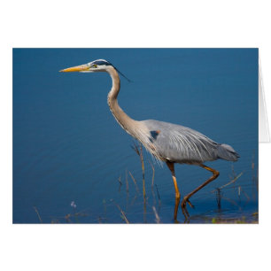 Blauer Reiher, der Karte watet