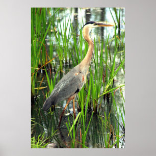 Blauer Reiher in den Schilfen Poster