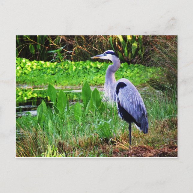 Blauer Reiher Postkarte (Vorderseite)