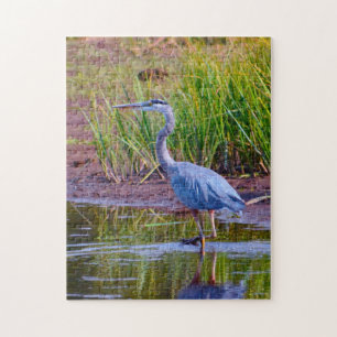 Blauer Reiher Yellowstone.