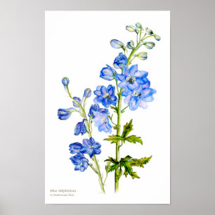 Blauer Rittersporn botanischer Kunstdruck Poster