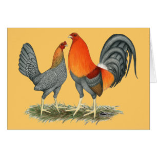 Blauer Roter Gamefowl