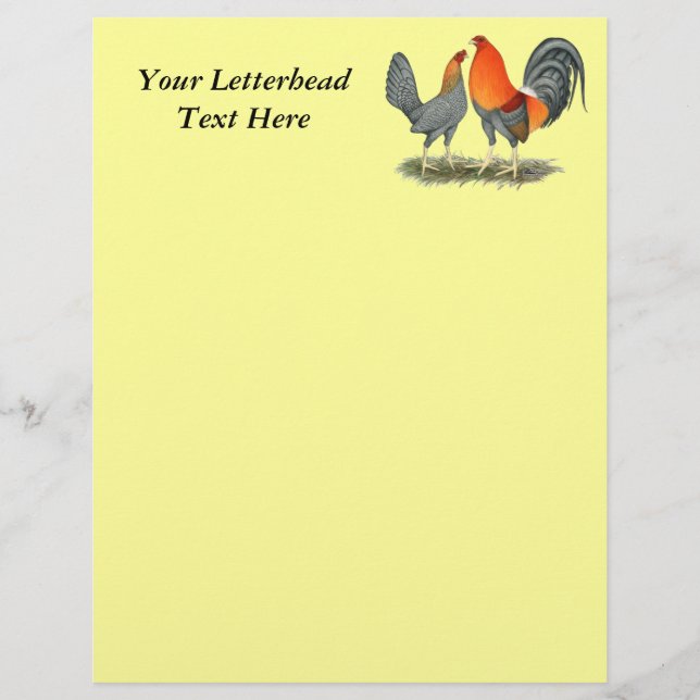 Blauer Roter Gamefowl (Vorderseite)