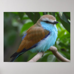 Blauer Schläger band Rollen-Vogelplakat VON 14,95 Poster