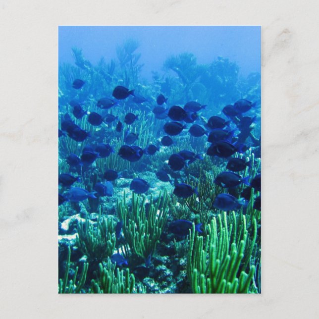 Blauer Schleier Postkarte (Vorderseite)