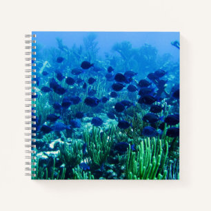 Blauer Schleim des Fotos Notizbuch