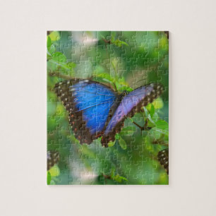 Blauer Schmetterling