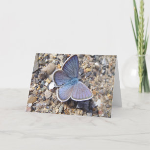 Blauer Schmetterling auf der Grußkarte: Bläuling, Karte