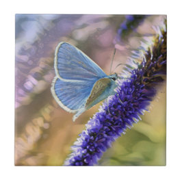 Blauer Schmetterling auf Lavendel Blume Fliese