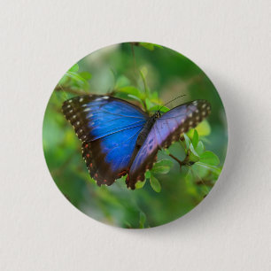 Blauer Schmetterling Button