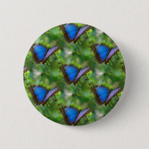 Blauer Schmetterling Button