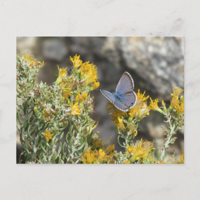Blauer Schmetterling des Rots scheint Postcard zu  Postkarte (Vorderseite)