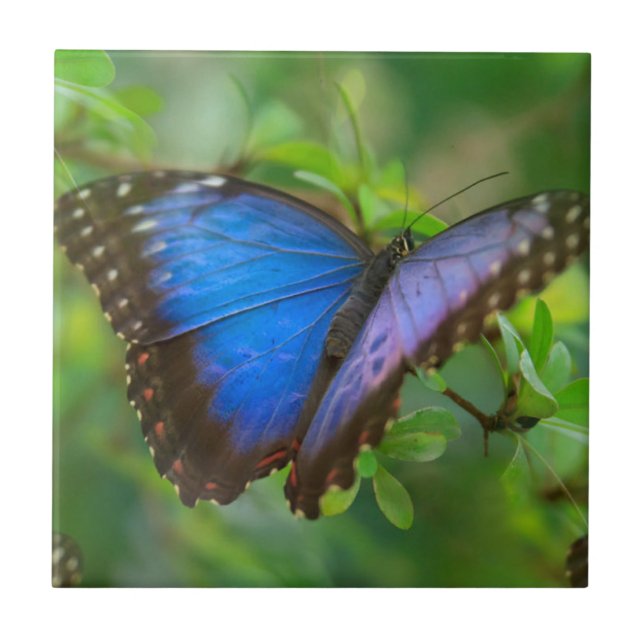 Blauer Schmetterling Fliese (Vorderseite)