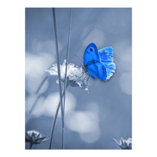 Blauer Schmetterling-Foto Fotodruck