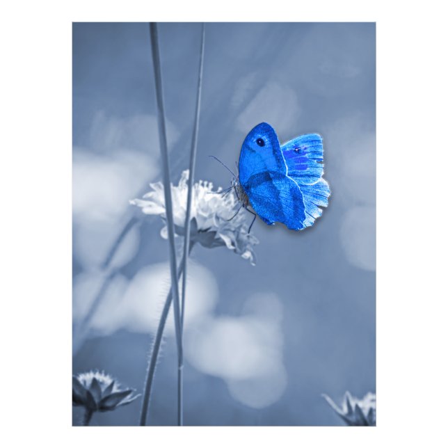 Blauer Schmetterling-Foto Fotodruck (Vorne)