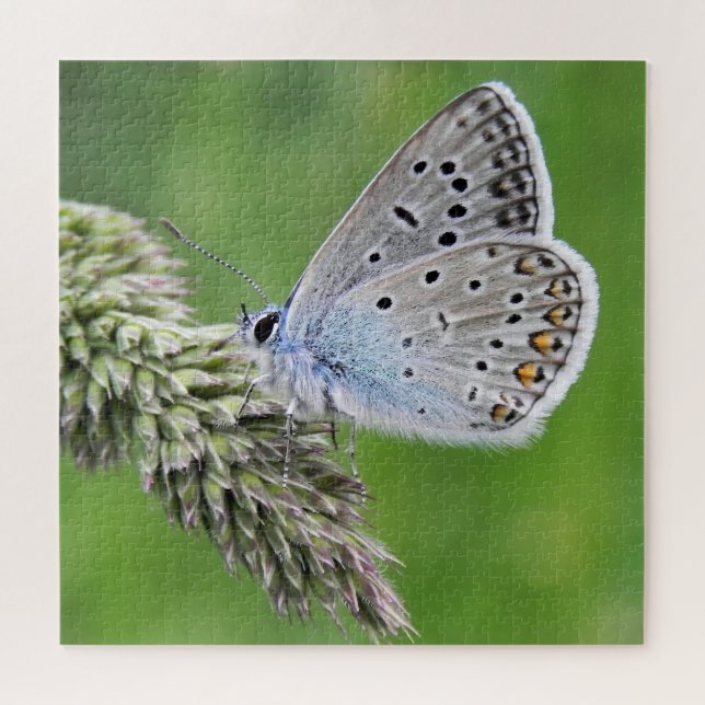 Blauer Schmetterling im Gras (Horizontal)