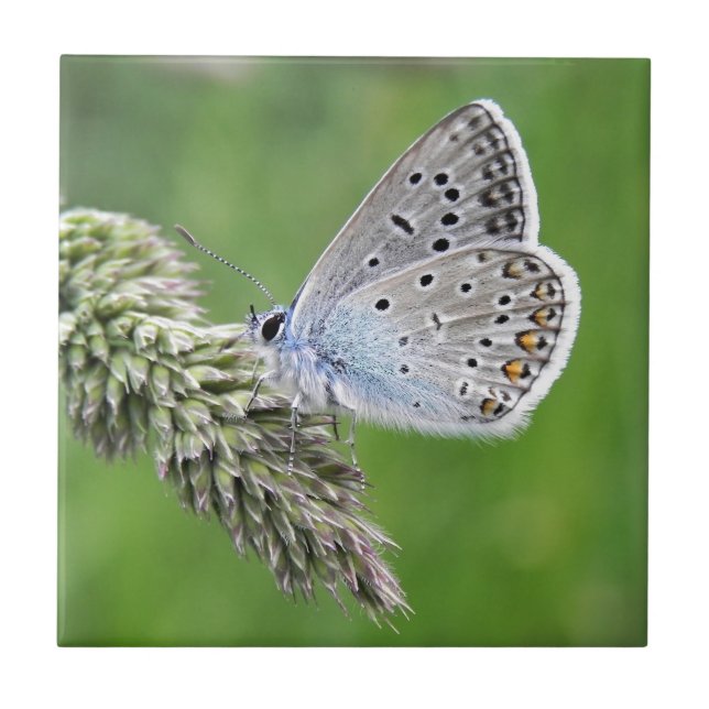 Blauer Schmetterling im Gras Fliese (Vorderseite)