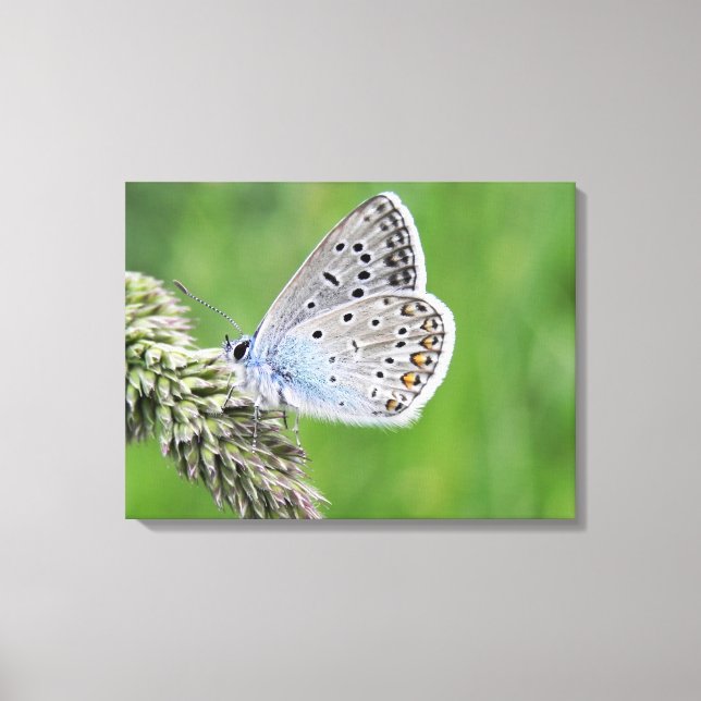 Blauer Schmetterling im Gras Leinwanddruck (Vorderseite)