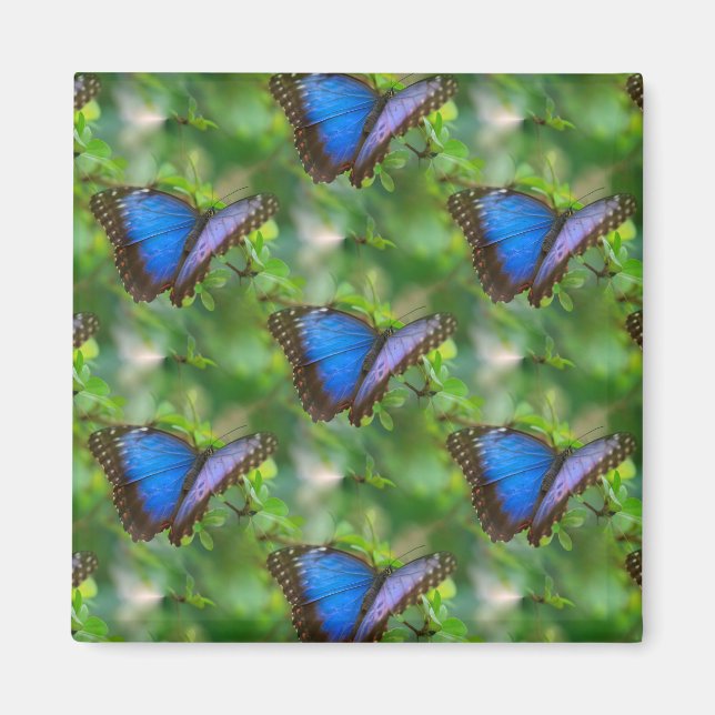 Blauer Schmetterling Magnet (Vorne)