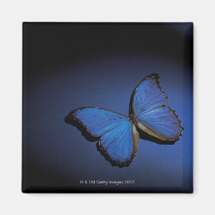 Blauer Schmetterling Magnet