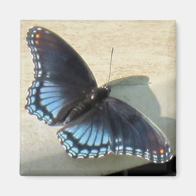 Blauer Schmetterling Magnet (Vorne)