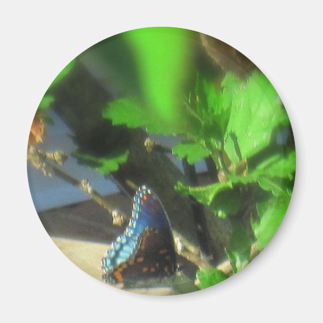 Blauer Schmetterling Magnet (Vorne)