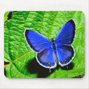 Blauer Schmetterling Mousepad