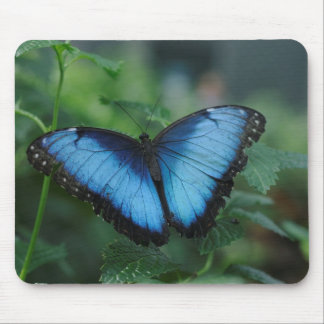 Blauer Schmetterling Mousepad