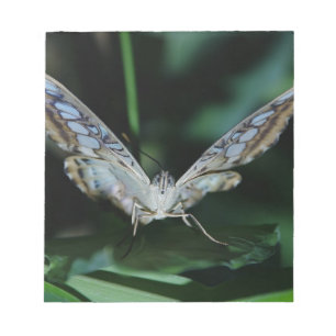 Blauer Schmetterling Nah hoch Notizblock