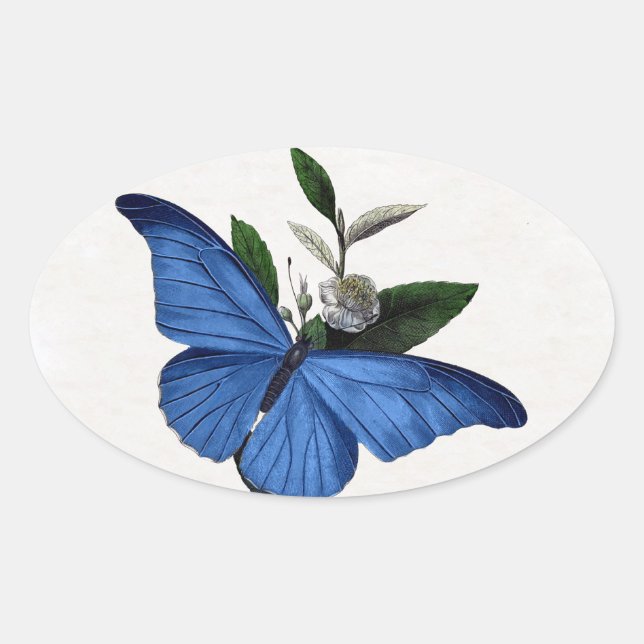 Blauer Schmetterling Ovaler Aufkleber (Vorderseite)