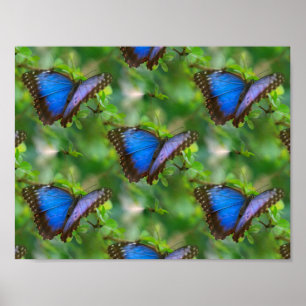Blauer Schmetterling Poster