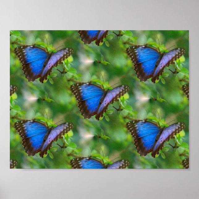 Blauer Schmetterling Poster (Vorne)