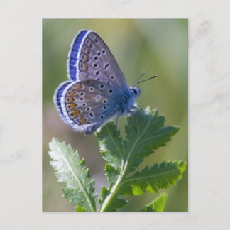 Blauer Schmetterling Postkarte