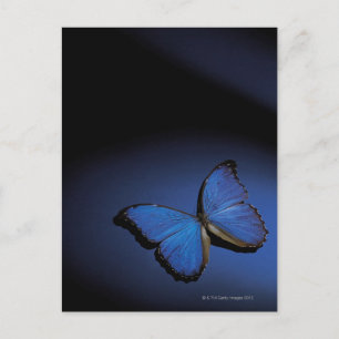 Blauer Schmetterling Postkarte