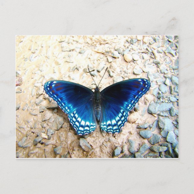Blauer Schmetterling Postkarte (Vorderseite)